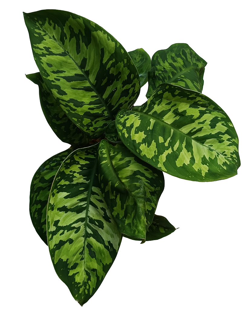 Homalomena Camuflaje Planta De Interior Ø12_0
