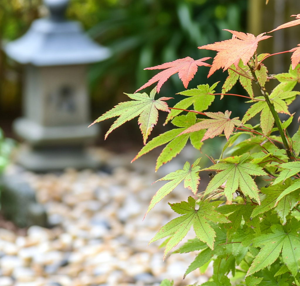 Arce Japonés - Acer Palmatum 'orange Dream' - Altura 25-40cm - ⌀105cm_4