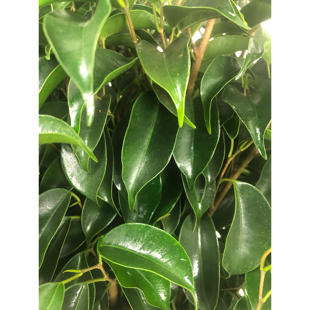 Ficus Benjamina Danielle M19 50cm_1