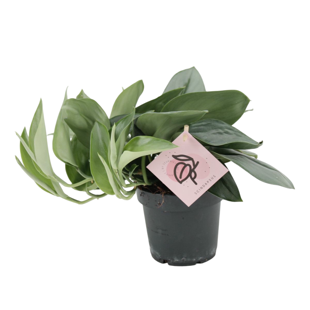Planta Natural Scindapsus Treubii 'moonlight' 1 Ud Ø 12 Alt. 20_0