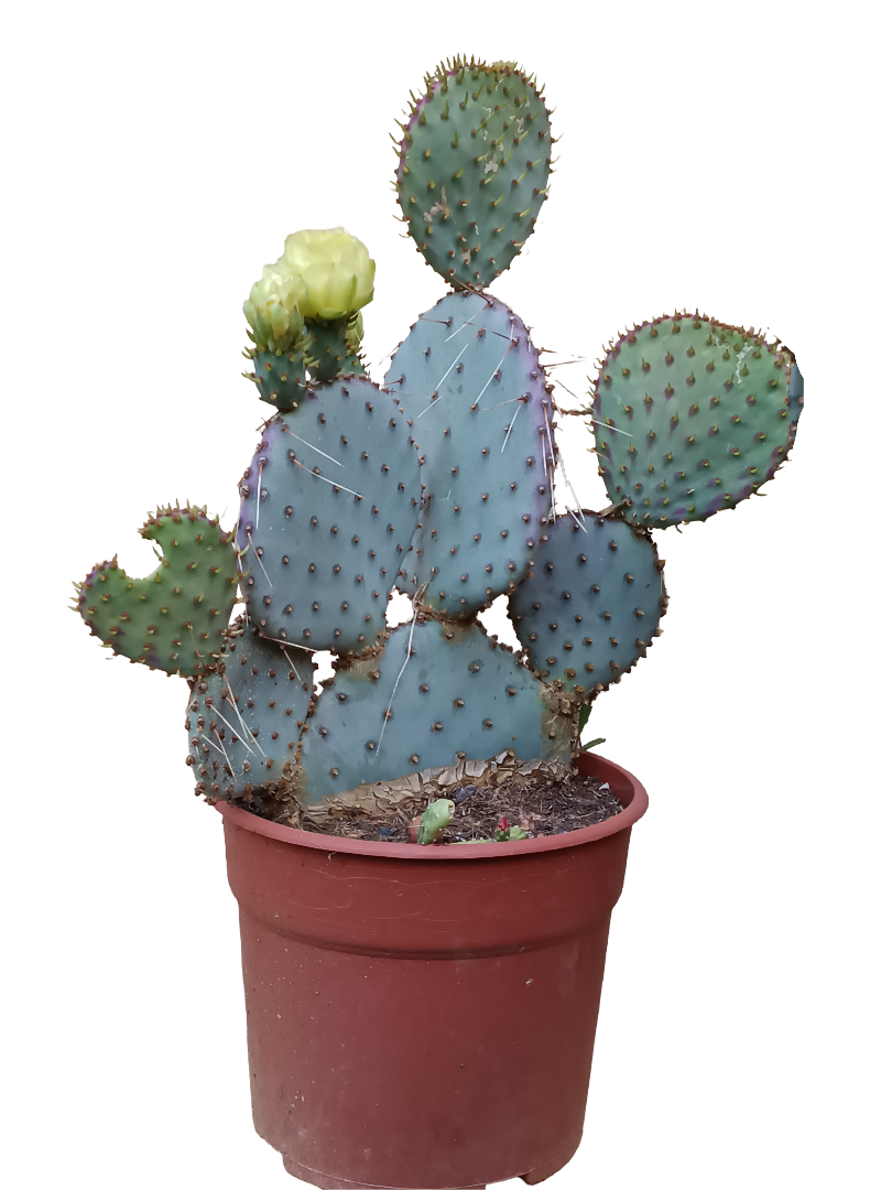 Opuntia Violacea Santa Rita Planta Cactus Ø17_0