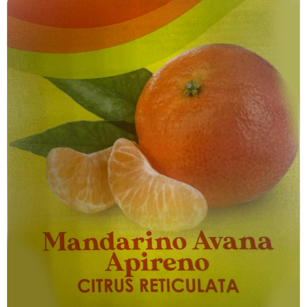 Mandarino Tardio Copa M26 130cm_1