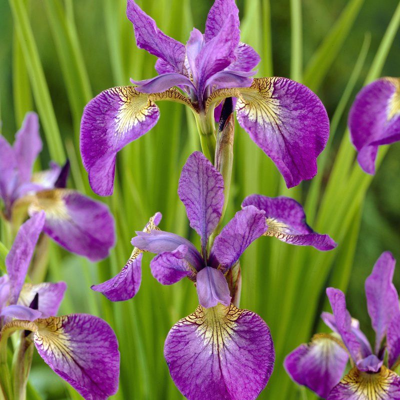 1 Bulbo Iris Sibirica 'sparkling' Planta De Flor_0