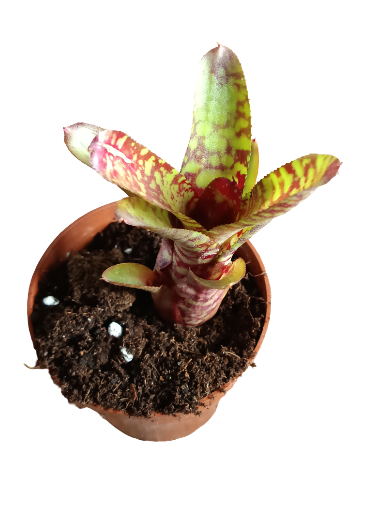Neoregelia Wild Tiger Planta Bromelia 10-12 Cms_0