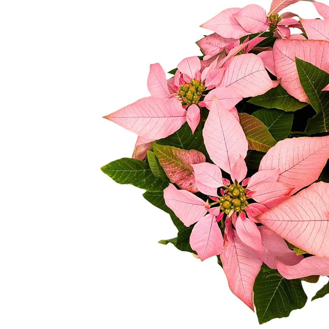 Poinsettia Princettia Rosa M14: Elegancia Y Dulzura Para Tu Navidad M14_1