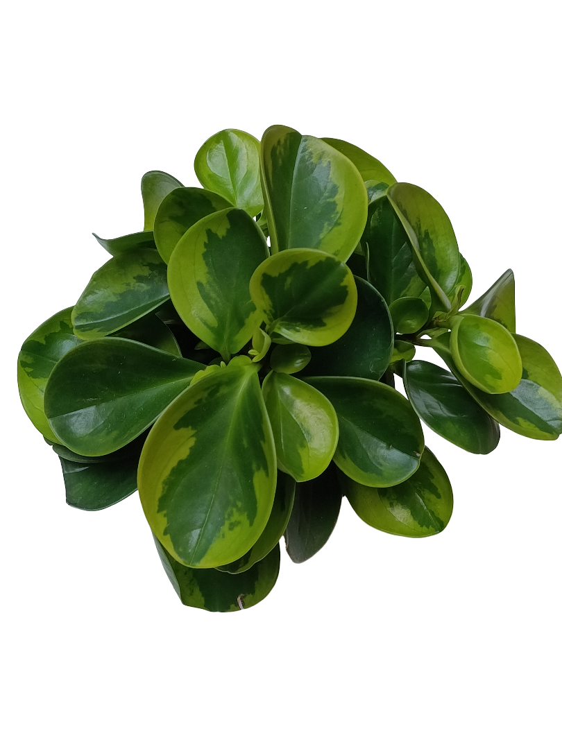 Peperomia Obtusifolia Planta De Interior Ø12 Obtipan Amarillo Variegata_0