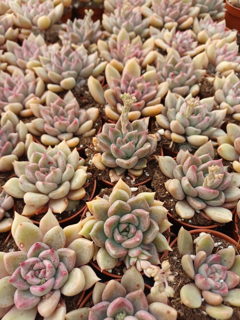 Graptoveria Melody Planta Suculenta_0