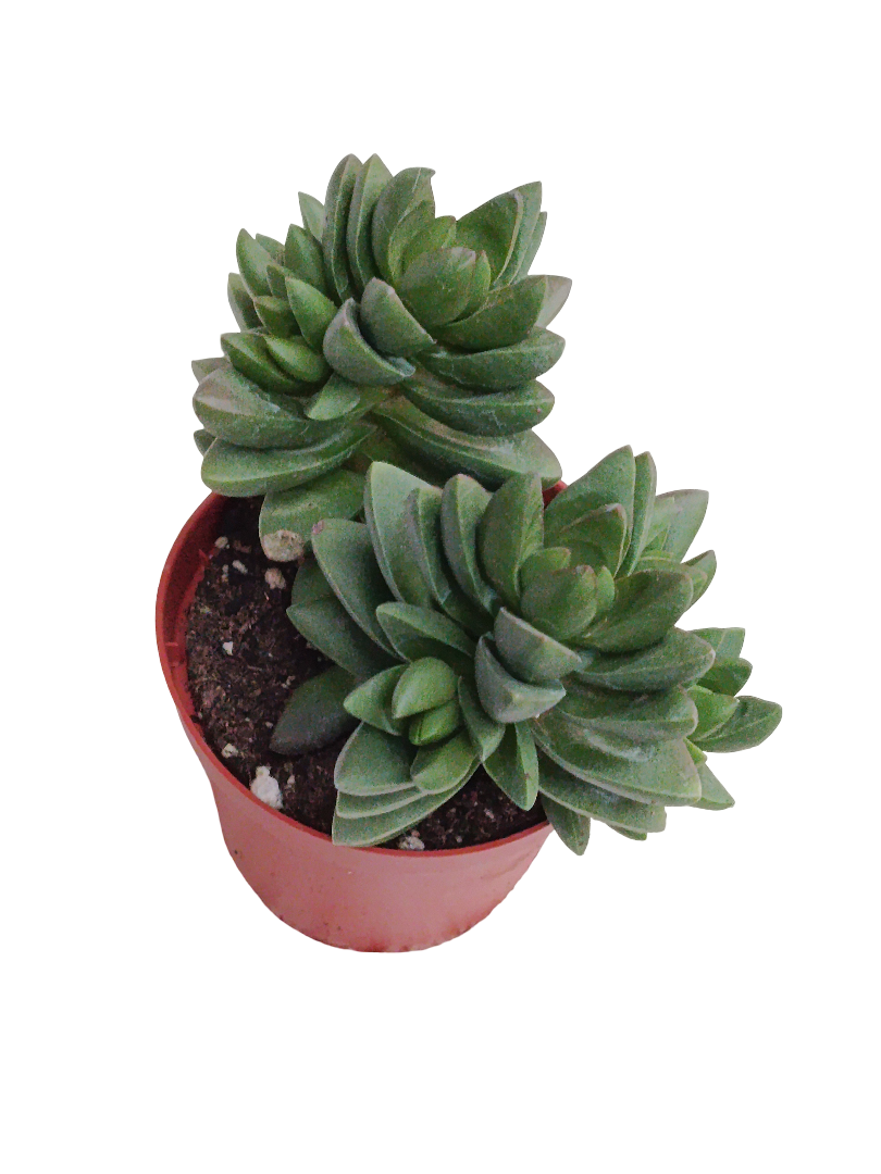 Crassula Ben Planta Suculenta Ø8_0