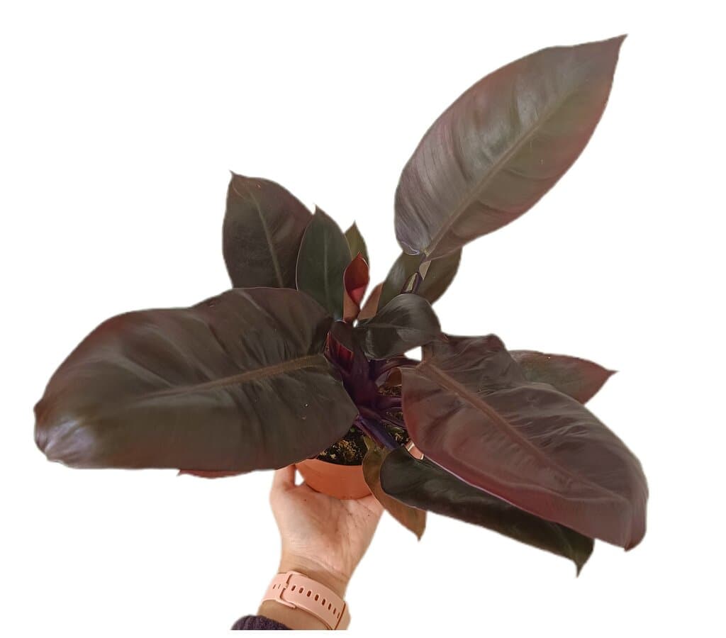 Philodendron Imperial Red M12_2