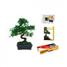 Pacote de iniciação de bonsai Zelkova para 8 anos