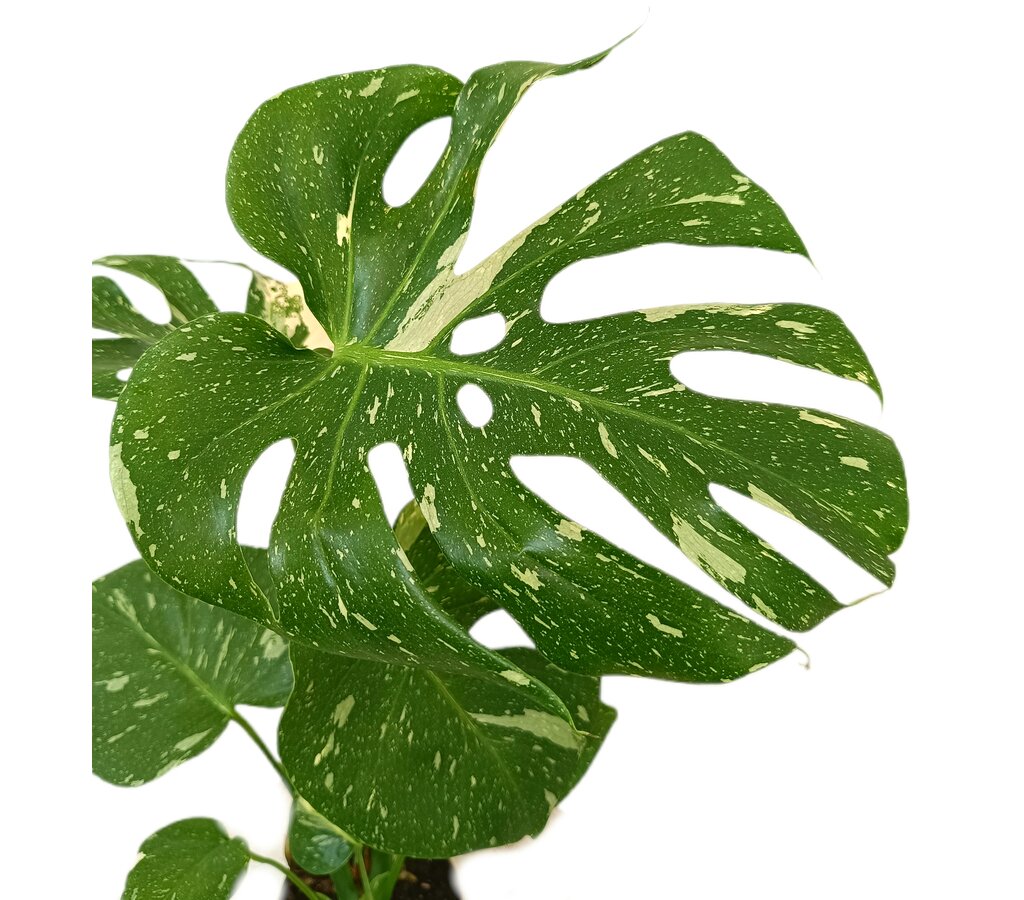 Monstera Variegata M12 50-60cm_1