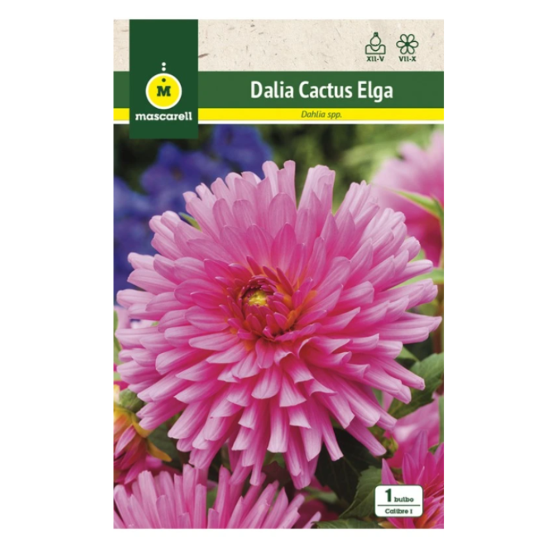 Bulbo Dalia Cactus Elga Rosa_0