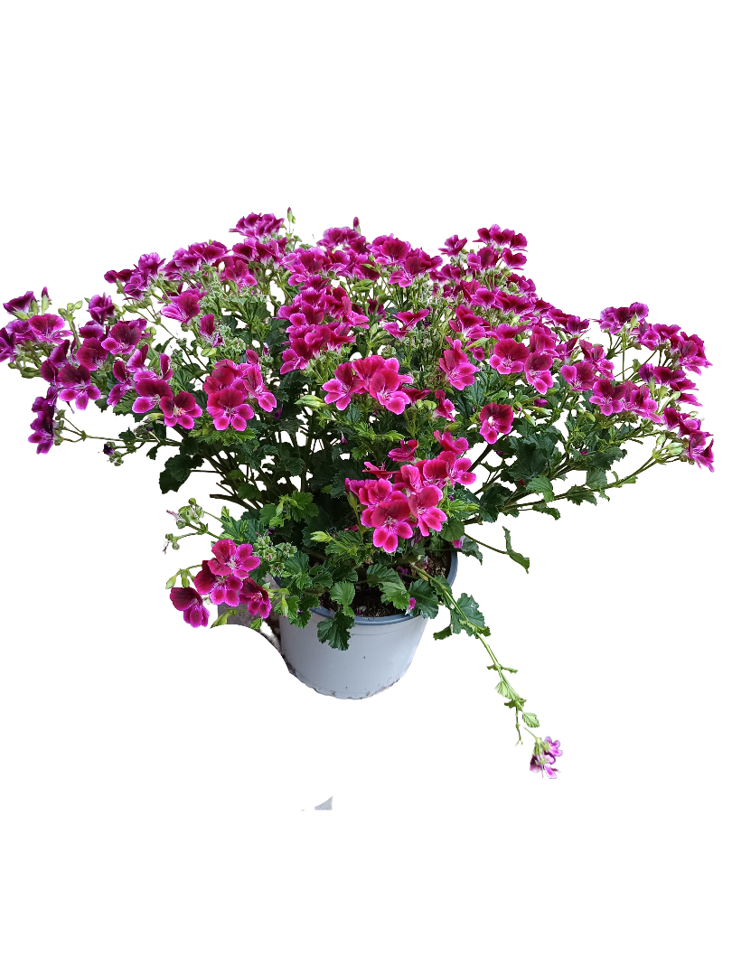 Pelargonium Crispum Planta De Flores Espectaculares_0
