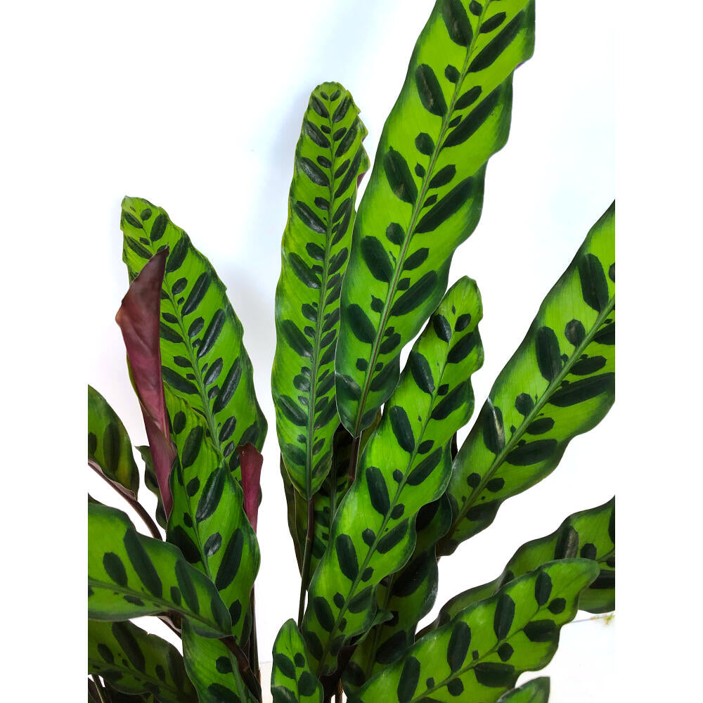 Calathea Lancifolia M17 50cm_2
