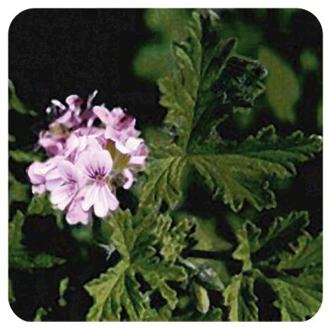 Aceite esencial Geranio de Egipto Pranarôm 10 ml
