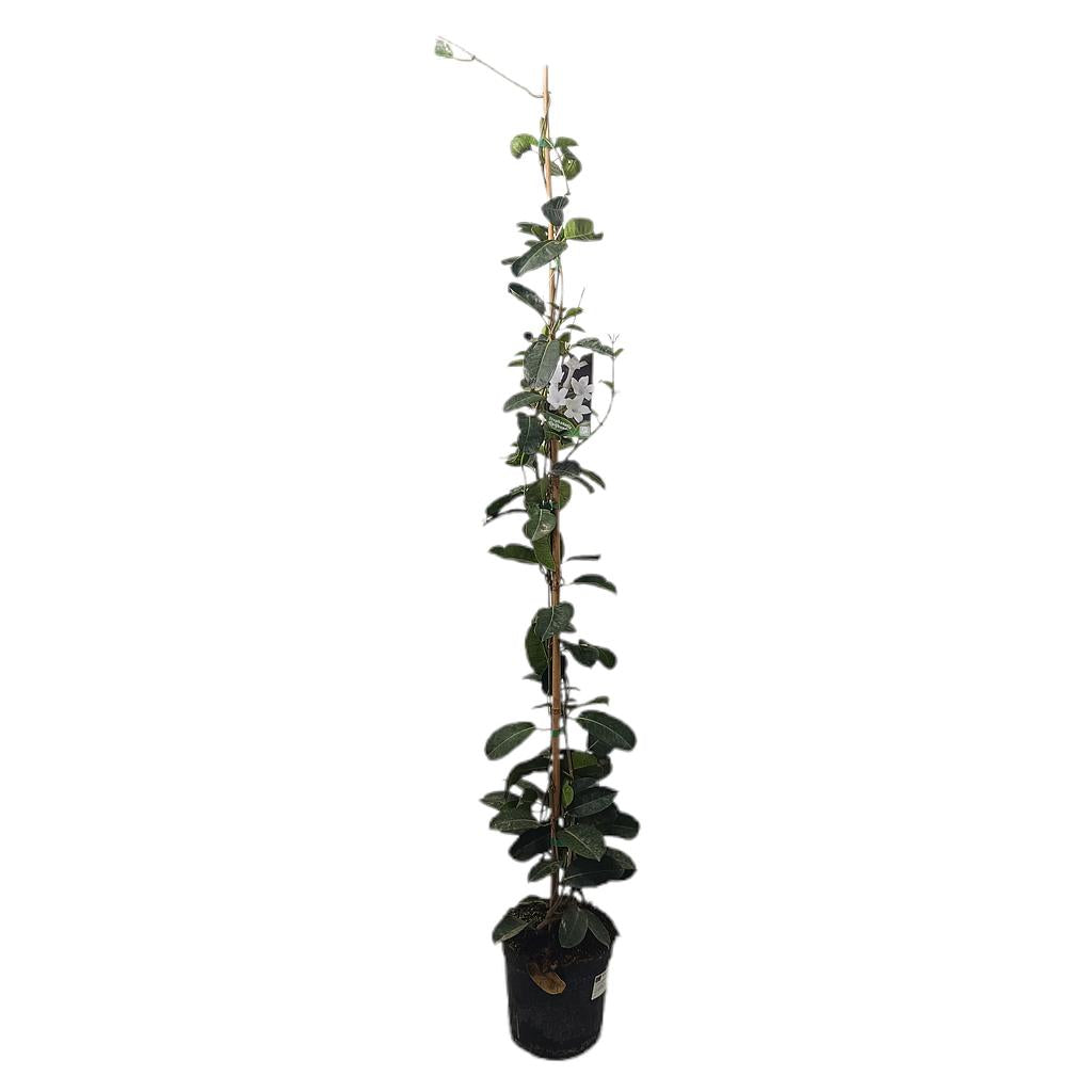 Stephanotis Floribunda M21 130-150cm_0