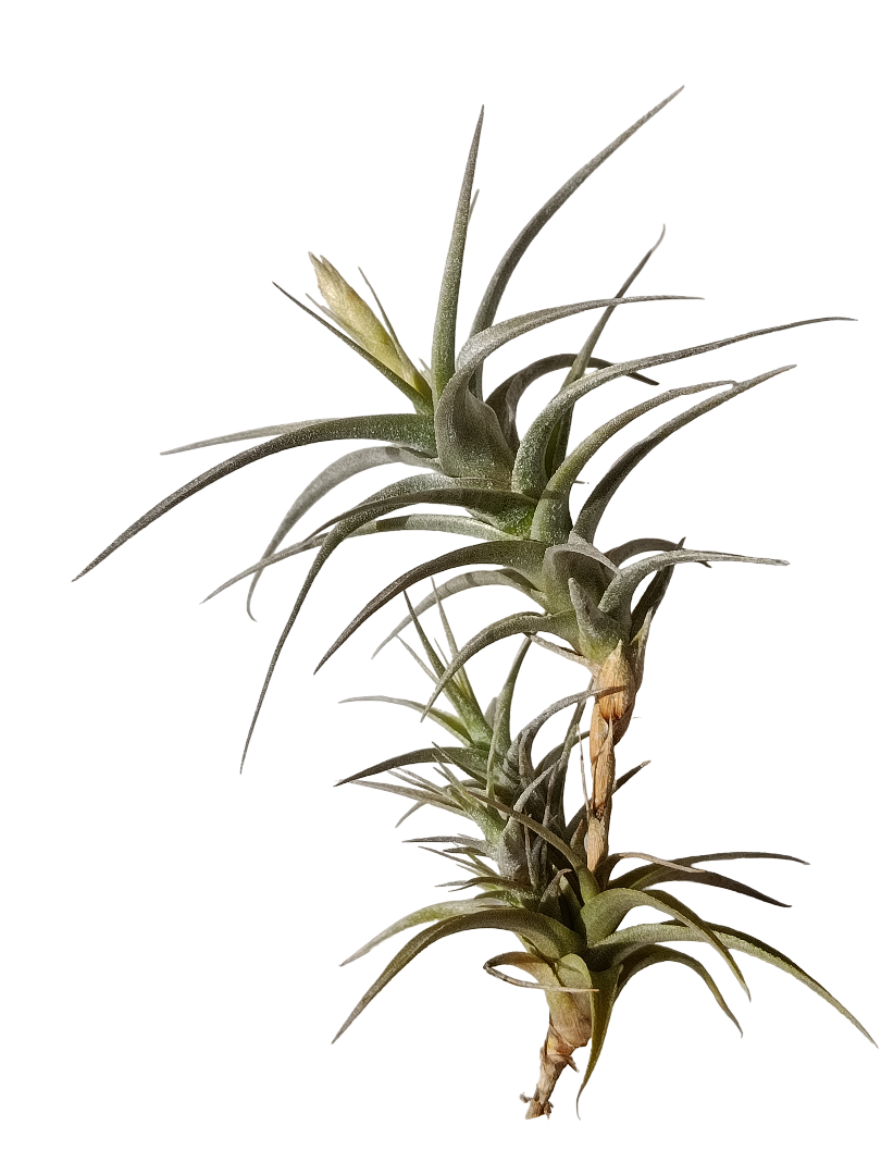 Tillandsia Latifolia Vivipara Planta Natural Clavel Del Aire_0