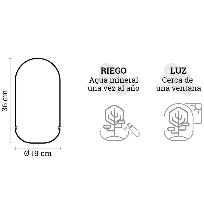 Terrário Madagáscar Chuva Ficus Ginseng Ø19 x 36 cm