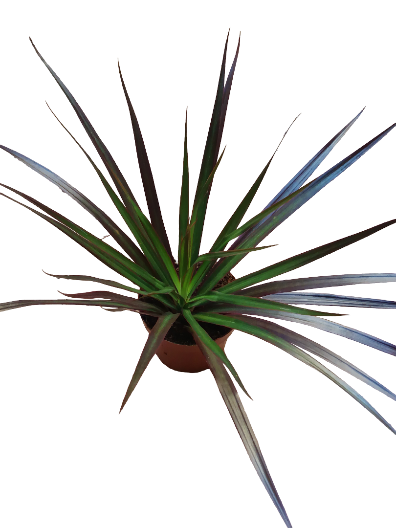 Dracaena Marginata Bicolor Roja Planta De Interior Purificante Ø9_0