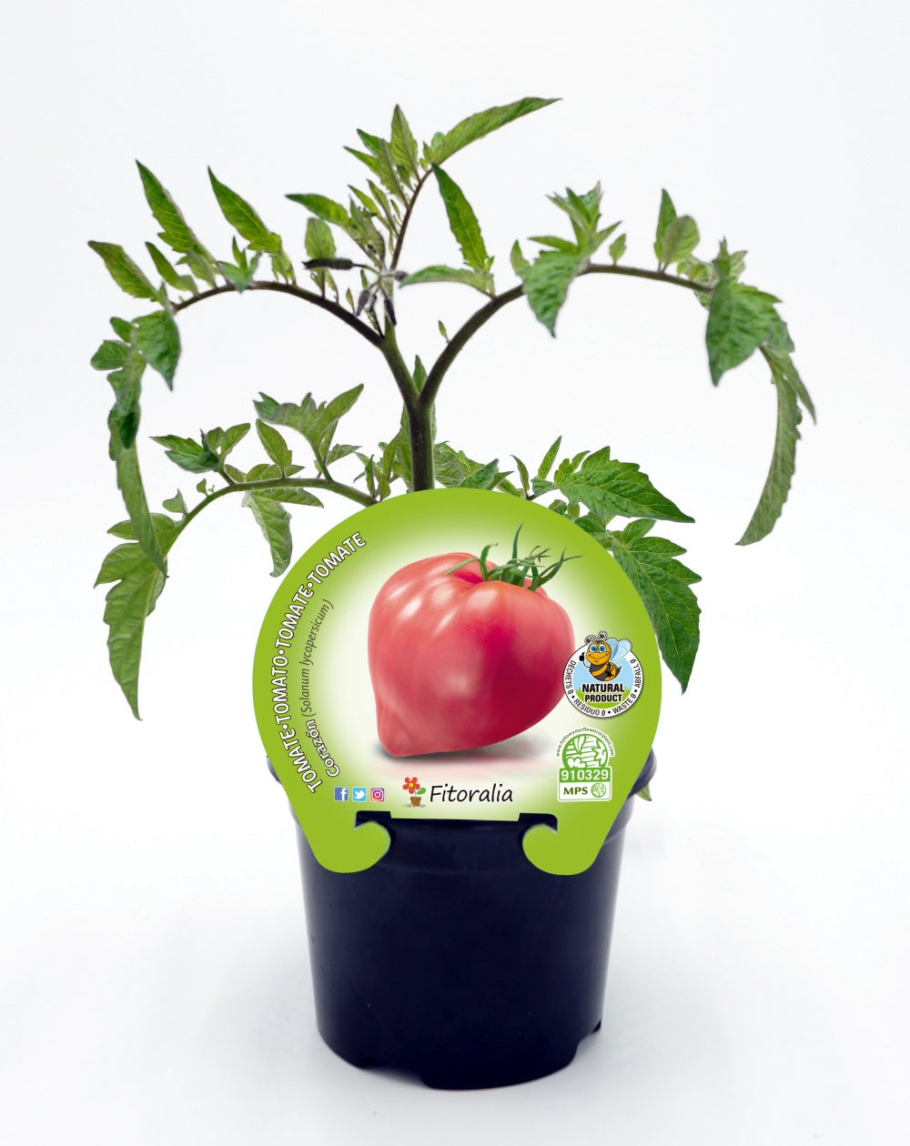 Plantón tomate corazón en maceta 10,5 cm, natural - Fitoralia_0