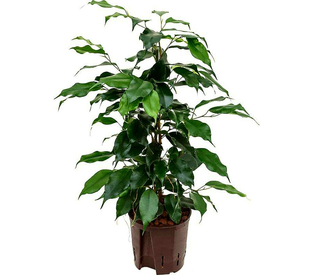 Ficus Benjamina Danielle M14 45cm_0