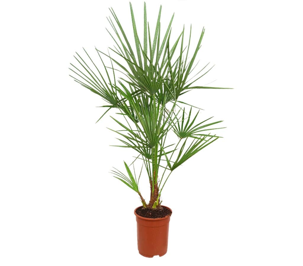 Chamaerops Humilis M21 70cm_0