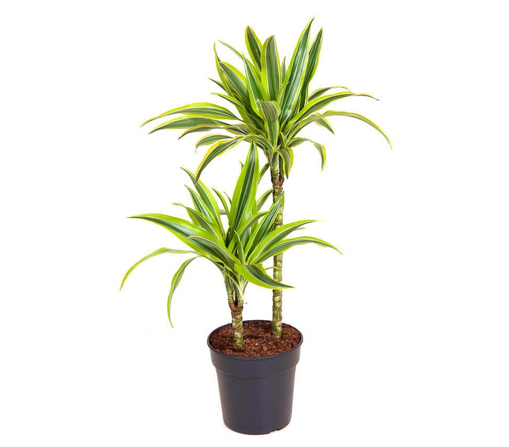 Dracena Lemon Line 2 Troncos 45-15 M17_0