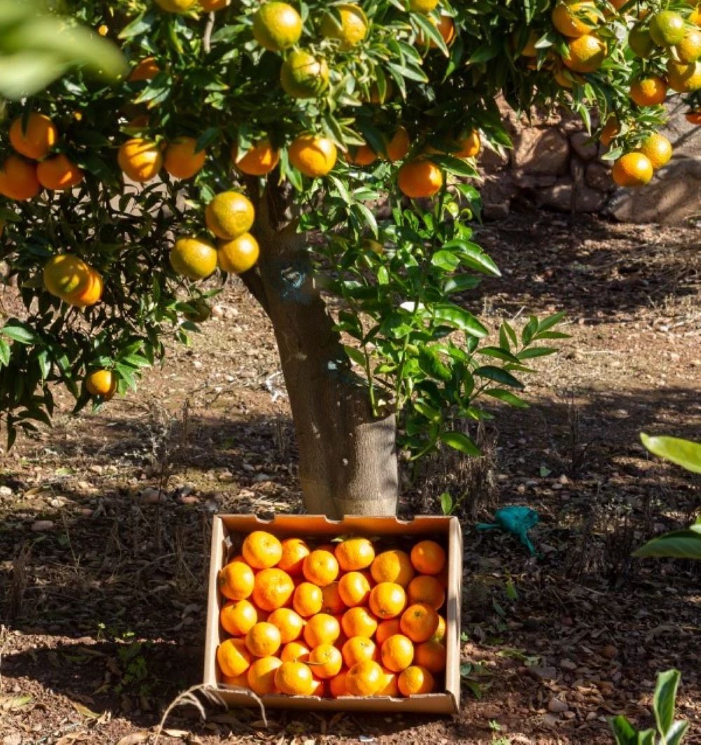 Mandarinas Clementinas Clemenules De Castellón Tropitop 15kg_3