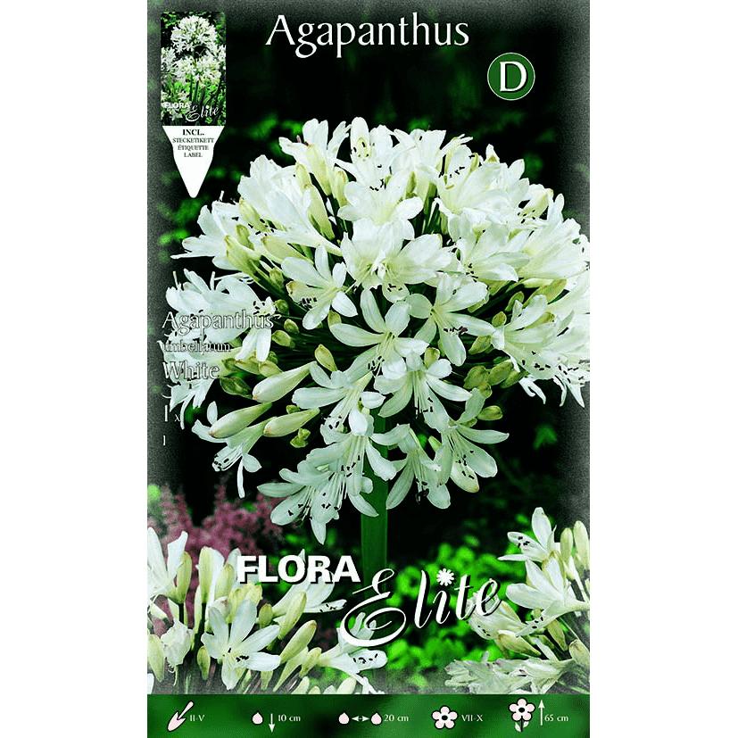 Bolbo de Agapanthus Branco 1 unidade