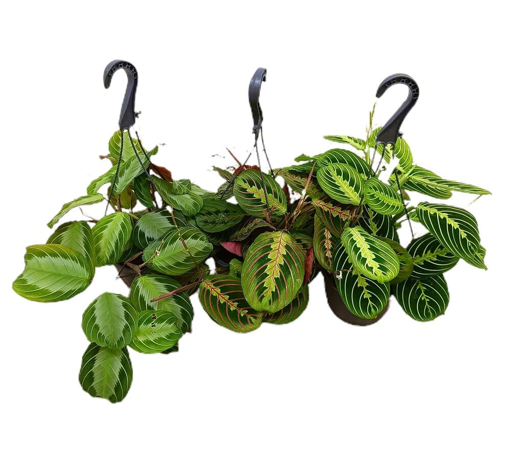 Maranta Leuconeura Mix M15_1