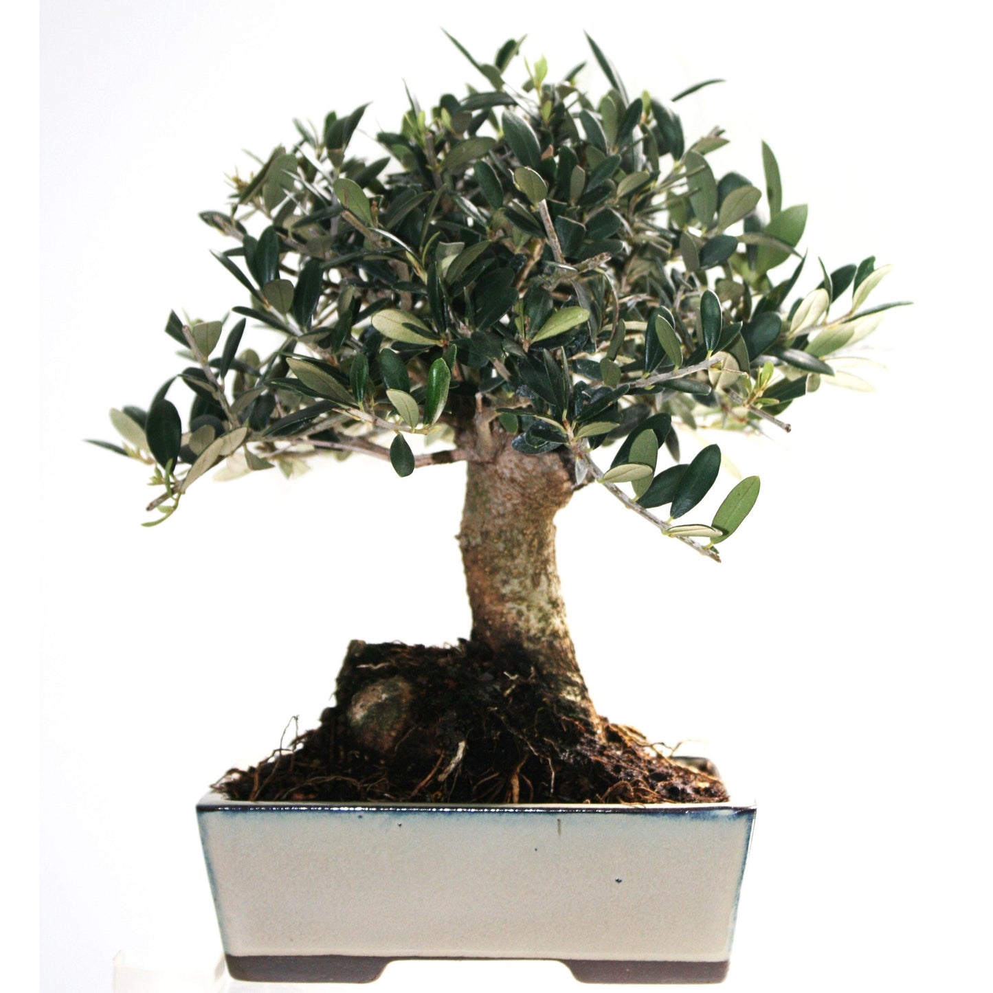 Bonsai Olea europaea 9 anos OLIVEIRA