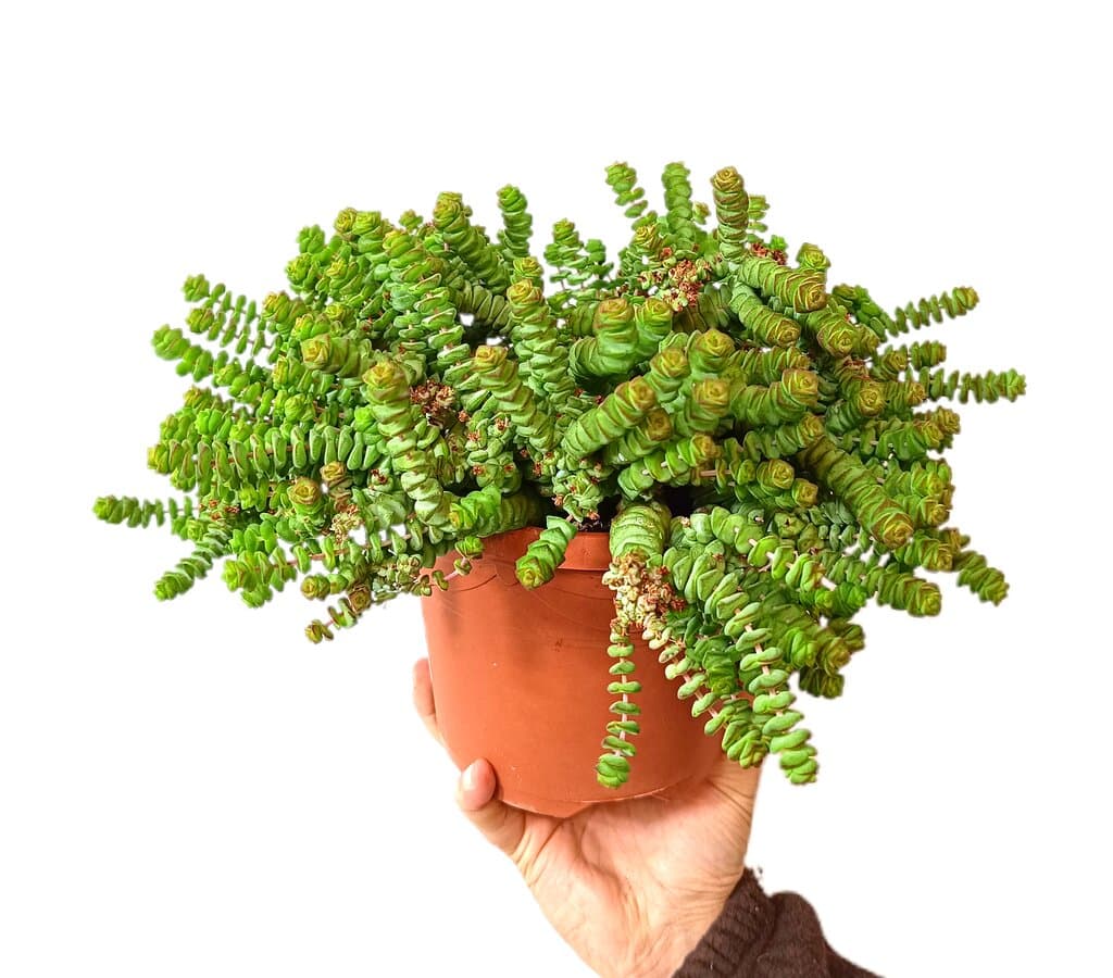 Crassula Rupestris M17_0
