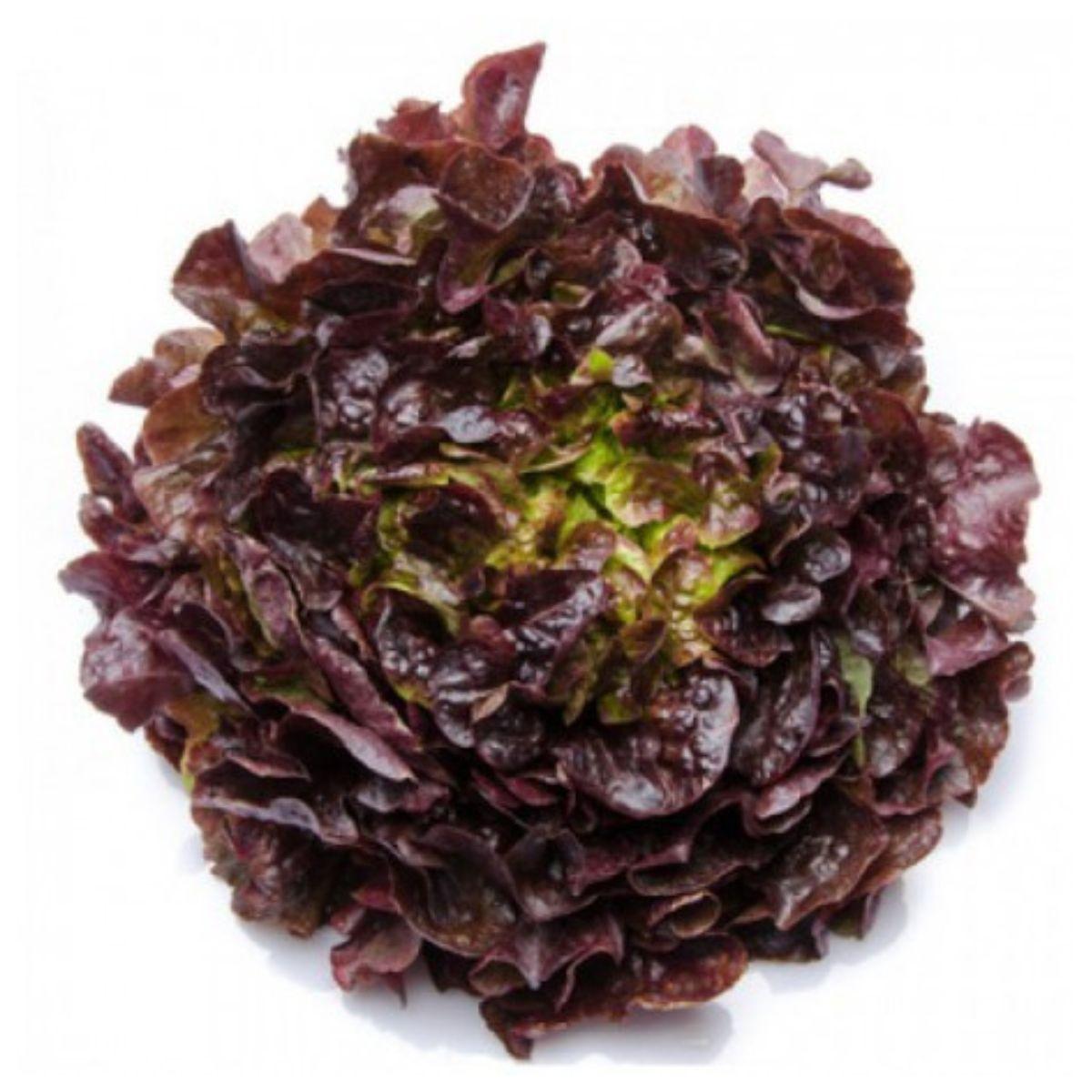 Muda de alface carvalho em vaso de 11 cm