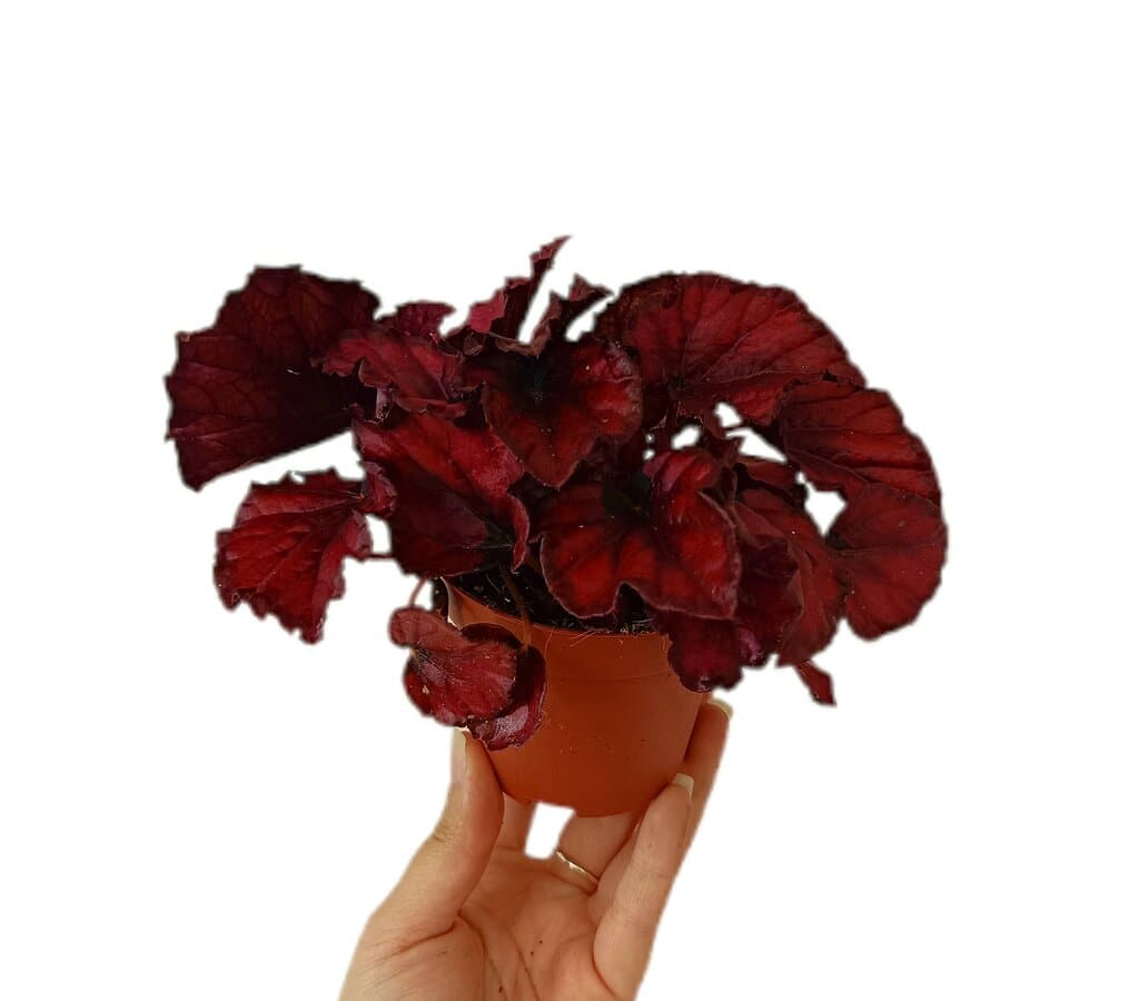 Begonia Magic Colours M8_0
