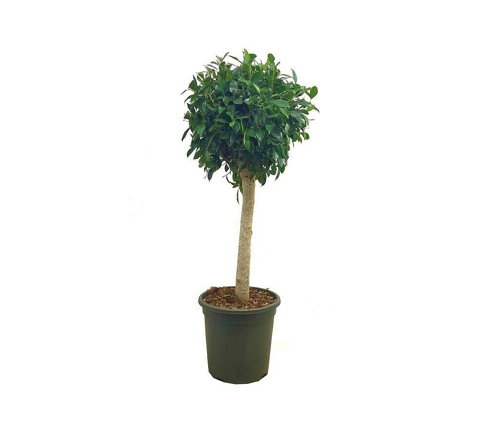 Planta Natural Ficus Nitida Copa M32 110-130cm Planta Natural Exterior_0