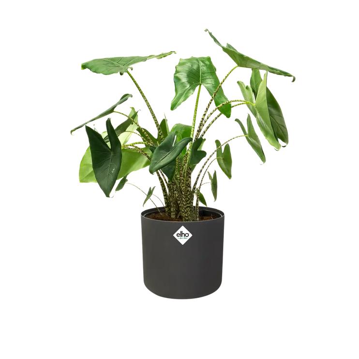 B. para vaso redondo macio Elho Antracite 14 cm