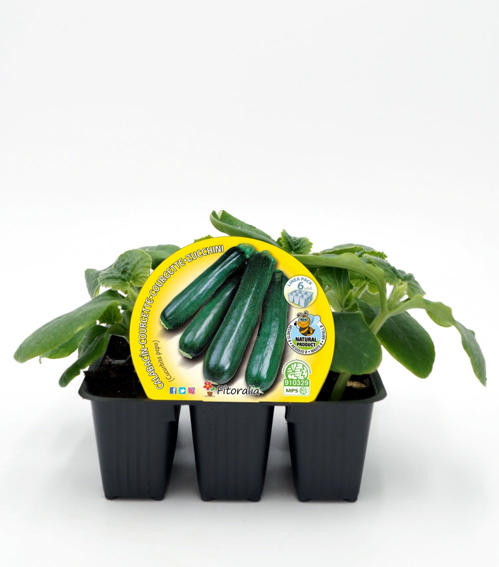 Pack Plantones Calabacín 6 Ud. Natural - Fitoralia_0