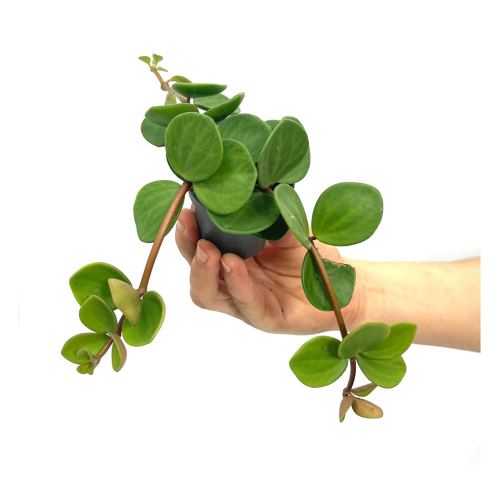 Peperomia Hope M6_0