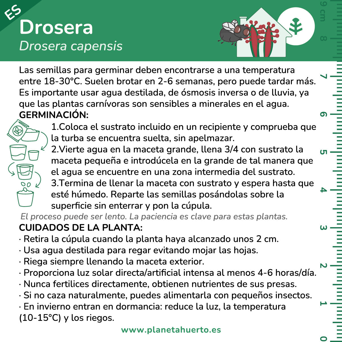 Kit de autocultivo para a planta carnívora Drosera Planeta Huerto