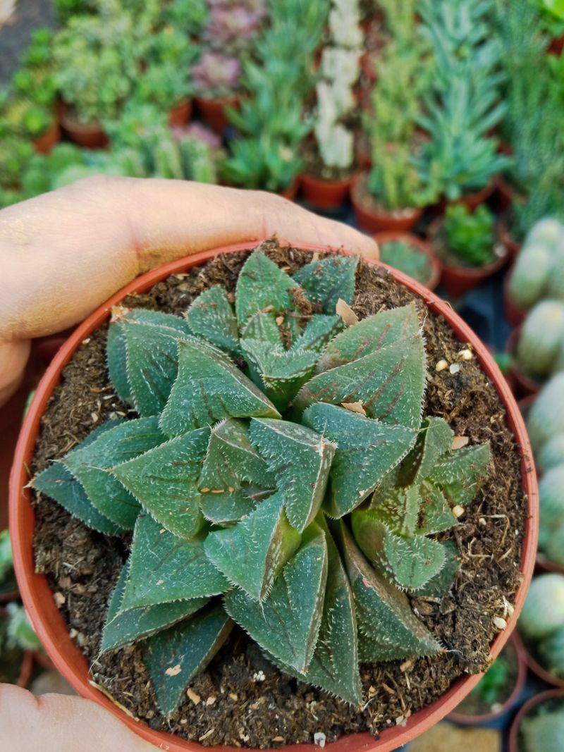 Haworthia Rosalinda Planta Suculenta 8 Cm_0