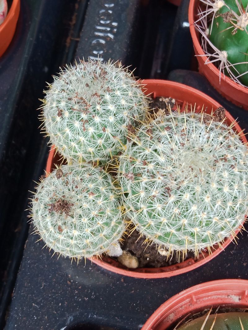 Plantas Suculentas Y Cactus A Elegir Ø5 Cm #ref45_0