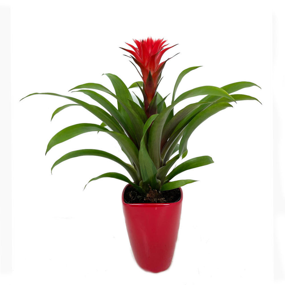 Guzmania Hope M12 40cm_0