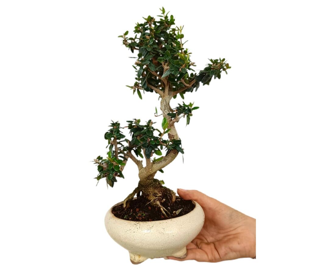 Bonsái Olivo 9 Años Sylvestris (acebuche)_1
