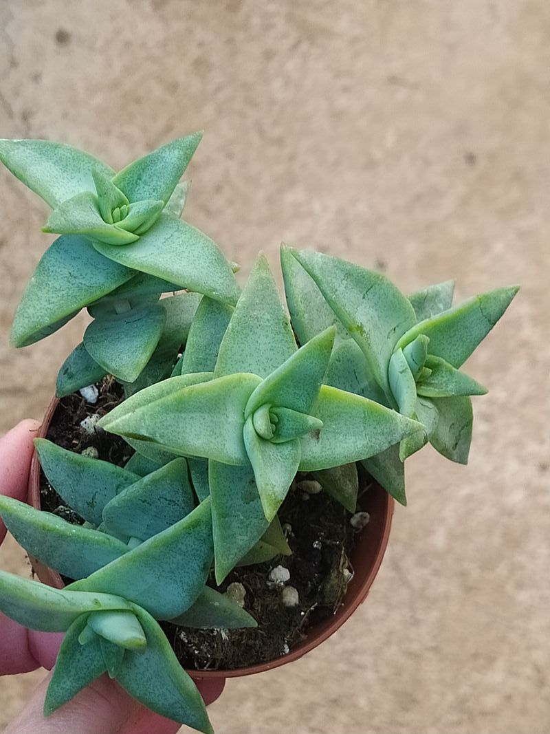 Crassula Perforata Penhoek Pass Planta Suculenta Ø_0