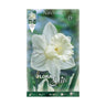 Bulbos Narciso Trompete Branco Puro Elite 5 unidades