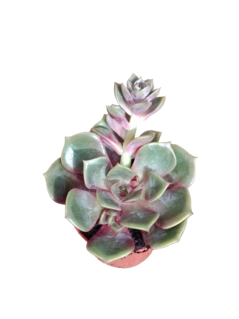 Echeveria Mont Ø5 Planta Suculenta De Sol_0