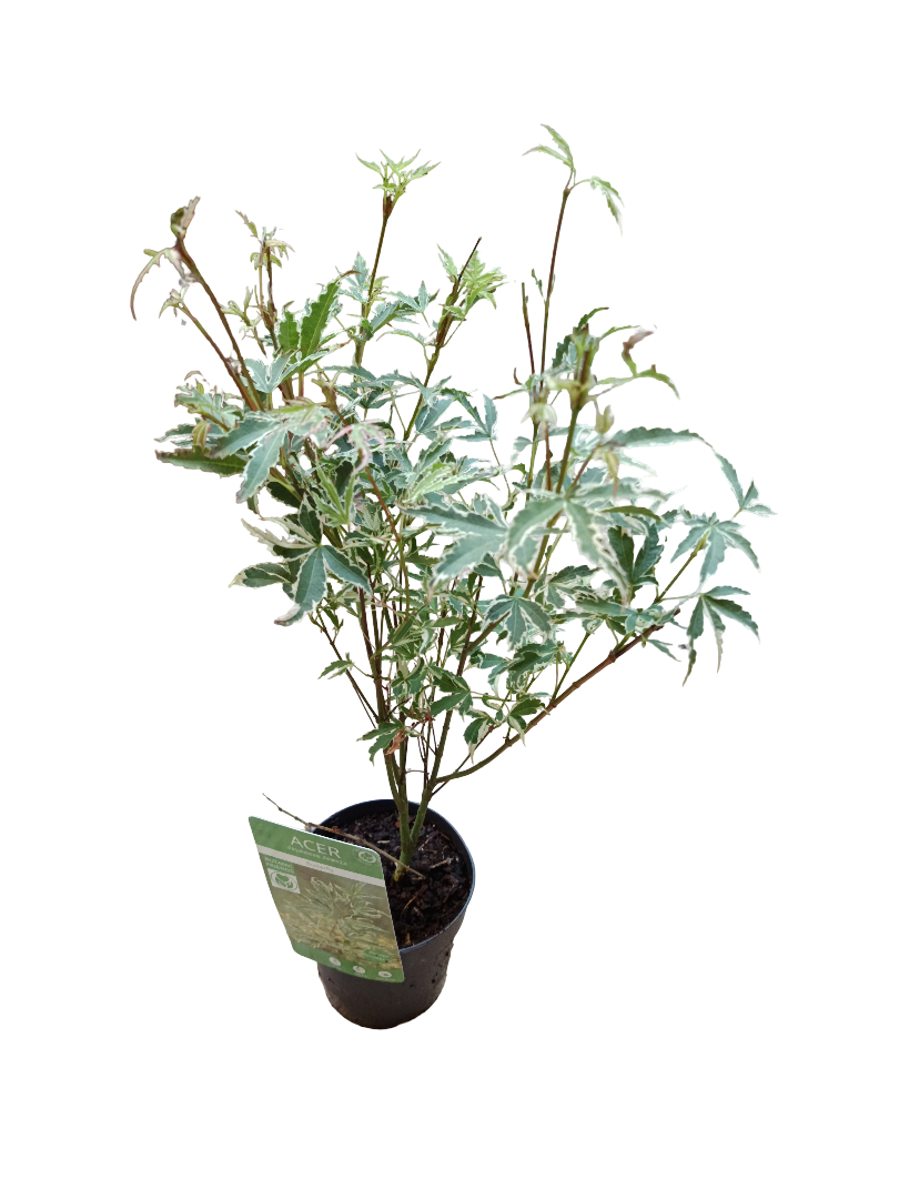Acer Palmatum Batterfly Variegata 1 Planta Ø10_0