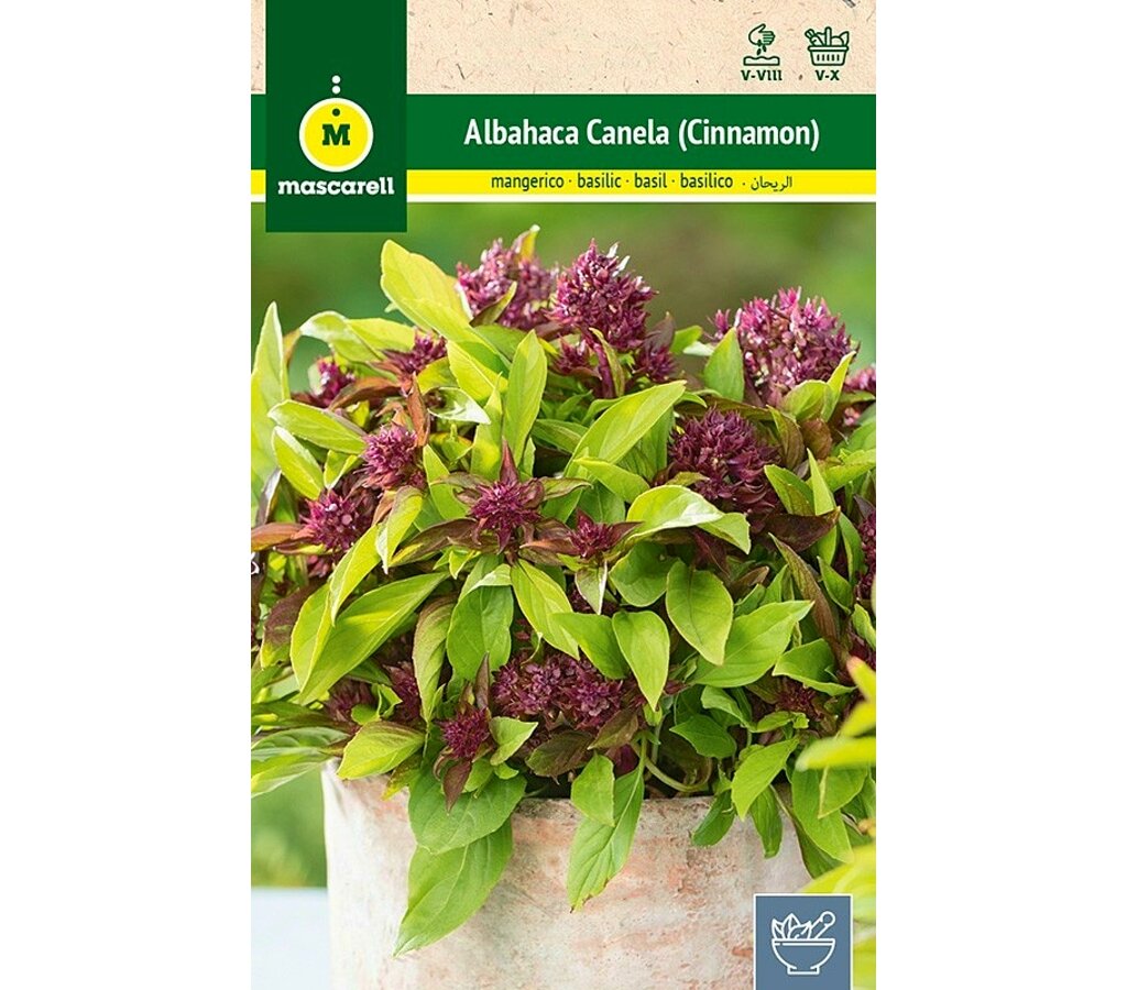 Semillas Albahaca Canela (cinnamon)_0