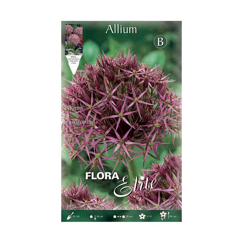 Bolbos roxos de Allium christophii, 3 unidades