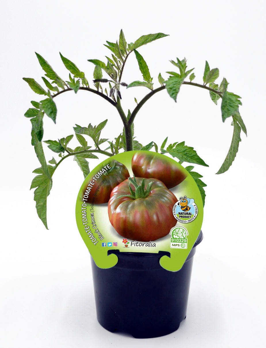 Plantón Tomate Negro De Crimea En Maceta 10,5 Cm. Natural - Fitoralia_0